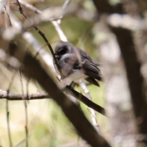 Rhipidura albiscapa at Uriarra, NSW - 15 Oct 2022