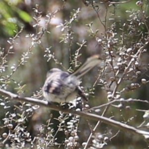 Rhipidura albiscapa at Uriarra, NSW - 15 Oct 2022