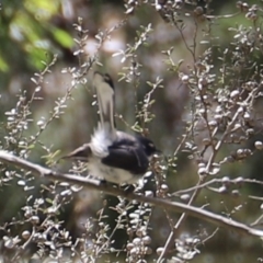 Rhipidura albiscapa at Uriarra, NSW - 15 Oct 2022