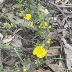 Hibbertia obtusifolia (Grey Guinea-flower) at Yarralumla, ACT - 15 Oct 2022 by lbradley