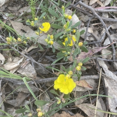 Hibbertia obtusifolia (Grey Guinea-flower) at Aranda Bushland - 15 Oct 2022 by lbradley