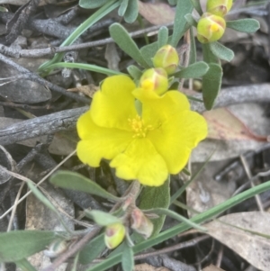 Hibbertia obtusifolia at Yarralumla, ACT - 15 Oct 2022