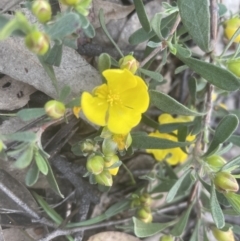 Hibbertia obtusifolia at Molonglo Valley, ACT - 15 Oct 2022