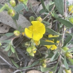 Hibbertia obtusifolia at Yarralumla, ACT - 15 Oct 2022