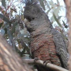 Callocephalon fimbriatum (Gang-gang Cockatoo) at Jerrabomberra, NSW - 15 Oct 2022 by SteveBorkowskis