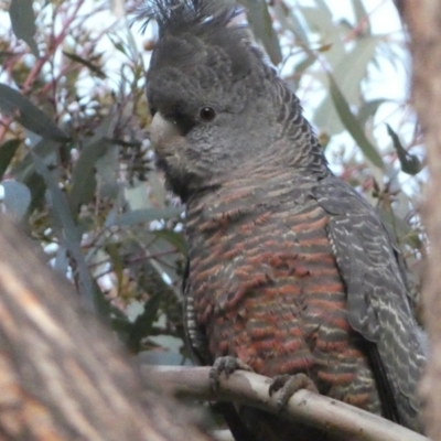 Callocephalon fimbriatum (Gang-gang Cockatoo) at Mount Jerrabomberra QP - 15 Oct 2022 by Steve_Bok