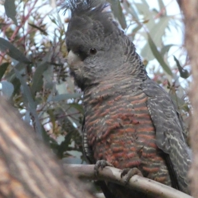 Callocephalon fimbriatum (Gang-gang Cockatoo) at Jerrabomberra, NSW - 15 Oct 2022 by SteveBorkowskis