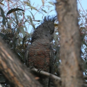 Callocephalon fimbriatum at Jerrabomberra, NSW - suppressed