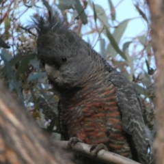 Callocephalon fimbriatum at Jerrabomberra, NSW - suppressed