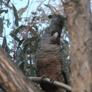 Callocephalon fimbriatum at Jerrabomberra, NSW - suppressed