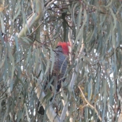 Callocephalon fimbriatum at Jerrabomberra, NSW - suppressed