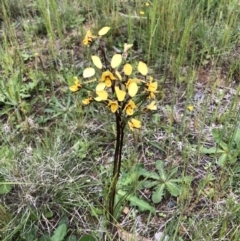 Diuris nigromontana (Black Mountain Leopard Orchid) at O'Connor, ACT - 13 Oct 2022 by jgiacon