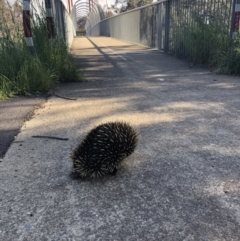 Tachyglossus aculeatus (Short-beaked Echidna) at Bruce, ACT - 14 Oct 2022 by JohnGiacon