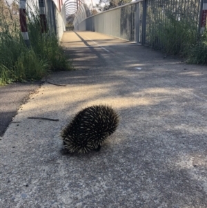 Tachyglossus aculeatus at Bruce, ACT - 14 Oct 2022