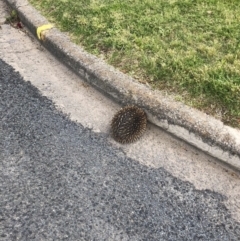 Tachyglossus aculeatus (Short-beaked Echidna) at Yass, NSW - 15 Oct 2022 by JohnGiacon