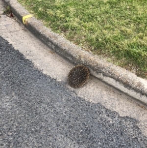 Tachyglossus aculeatus at Yass, NSW - 15 Oct 2022 03:59 PM