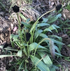 Plantago lanceolata (Ribwort Plantain, Lamb's Tongues) at Emu Creek - 15 Oct 2022 by JohnGiacon