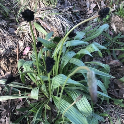 Plantago lanceolata (Ribwort Plantain, Lamb's Tongues) at Emu Creek - 15 Oct 2022 by JohnGiacon