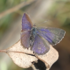 Erina hyacinthina (Varied Dusky-blue) at Jerrabomberra, NSW - 15 Oct 2022 by SteveBorkowskis