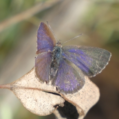 Erina hyacinthina (Varied Dusky-blue) at Mount Jerrabomberra - 15 Oct 2022 by Steve_Bok