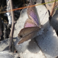 Erina hyacinthina at Jerrabomberra, NSW - 15 Oct 2022