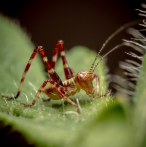 Caedicia simplex at Hackett, ACT - 15 Oct 2022 10:28 AM