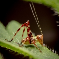 Caedicia simplex at Hackett, ACT - 15 Oct 2022 10:28 AM