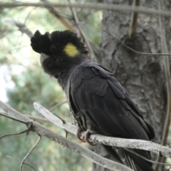Zanda funerea (Yellow-tailed Black-Cockatoo) at Watson, ACT - 2 Oct 2022 by Steve_Bok