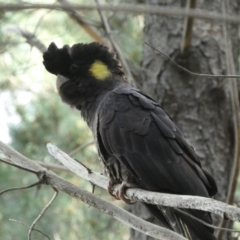 Zanda funerea (Yellow-tailed Black-Cockatoo) at Watson, ACT - 2 Oct 2022 by SteveBorkowskis