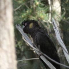 Zanda funerea at Watson, ACT - 2 Oct 2022 04:26 PM