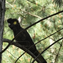 Zanda funerea at Watson, ACT - 2 Oct 2022 04:26 PM