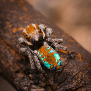 Maratus calcitrans at Acton, ACT - suppressed