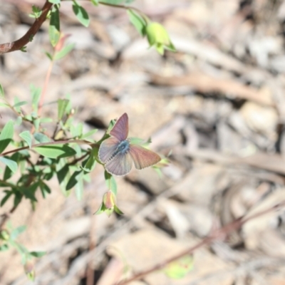 Erina (genus) (A dusky blue butterfly) at Acton, ACT - 15 Oct 2022 by amiessmacro