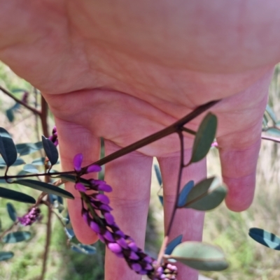 Indigofera australis subsp. australis (Australian Indigo) at Bungendore, NSW - 15 Oct 2022 by clarehoneydove