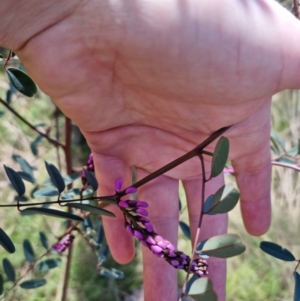 Indigofera australis subsp. australis at Bungendore, NSW - 15 Oct 2022 03:32 PM