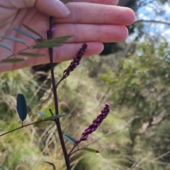 Indigofera australis subsp. australis at Bungendore, NSW - 15 Oct 2022