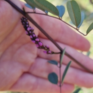 Indigofera australis subsp. australis at Bungendore, NSW - 15 Oct 2022 03:32 PM