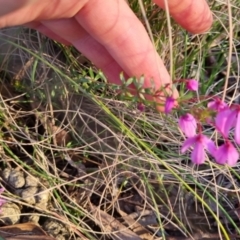 Tetratheca bauerifolia at Bungendore, NSW - 15 Oct 2022