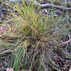 Tetratheca bauerifolia at Bungendore, NSW - 15 Oct 2022