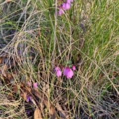 Tetratheca bauerifolia at Bungendore, NSW - 15 Oct 2022