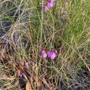 Tetratheca bauerifolia at Bungendore, NSW - 15 Oct 2022