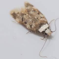 Endrosis sarcitrella (White-shouldered House Moth) at Stirling, ACT - 12 Oct 2022 by Harrisi