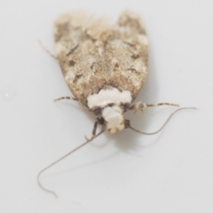 Endrosis sarcitrella at Stirling, ACT - 12 Oct 2022