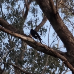 Strepera graculina (Pied Currawong) at QPRC LGA - 15 Oct 2022 by clarehoneydove