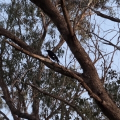 Strepera graculina at Bungendore, NSW - 15 Oct 2022