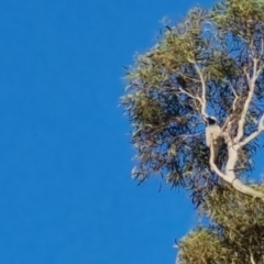 Coracina novaehollandiae (Black-faced Cuckooshrike) at Bungendore, NSW - 15 Oct 2022 by clarehoneydove