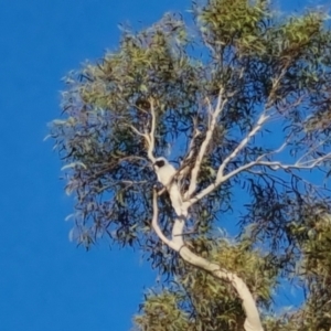 Coracina novaehollandiae at Bungendore, NSW - 15 Oct 2022