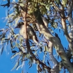 Coracina novaehollandiae at Bungendore, NSW - 15 Oct 2022