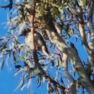 Coracina novaehollandiae at Bungendore, NSW - 15 Oct 2022