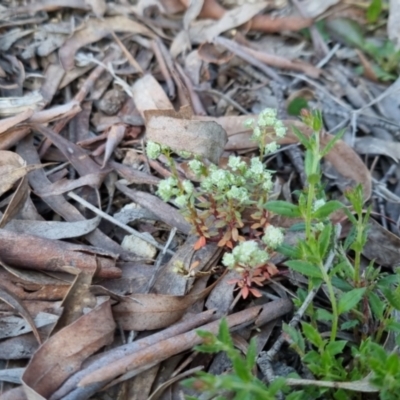 Poranthera microphylla (Small Poranthera) at Bungendore, NSW - 15 Oct 2022 by clarehoneydove